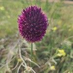 Allium sphaerocephalonКвітка