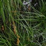 Carex elongata Foglia