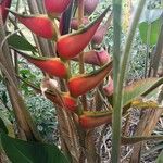 Heliconia wagneriana Bloem