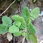 Francoa appendiculata Hostoa