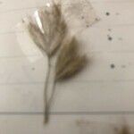 Bromus lanceolatus 果