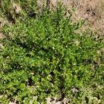 Ceanothus velutinus برگ