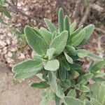 Salvia candelabrum Hoja