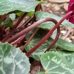 Cyclamen repandum Bark