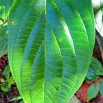 Piper hispidum 葉