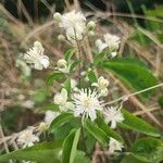 Clematis vitalbaFlower