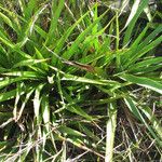 Yucca rupicola Habit