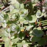 Hypericum elodes Feuille