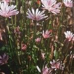 Crepis rubra Blodyn