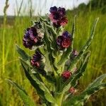 Cynoglossum officinaleFlor