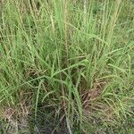 Bothriochloa laguroides Hábito