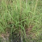 Bothriochloa laguroides 形態