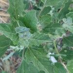 Chenopodium album Листок