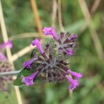 Clinopodium vulgareFlor