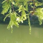 Taxodium distichum葉