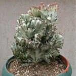 Euphorbia lactea List