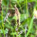 Carex flacca Flors