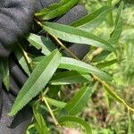 Salix nigra Leaf