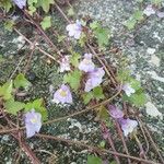 Cymbalaria muralis Flower