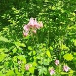 Aquilegia vulgarisKvět