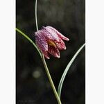 Fritillaria meleagris 花