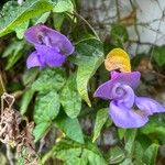 Sigmoidotropis speciosa Flower