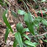 Smilax glyciphylla Lehti