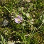 Spergularia rubra Otro