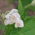 Ripariosida hermaphrodita Flower