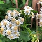 Pericallis appendiculata Flower