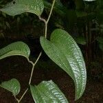 Smilax mollis Kita