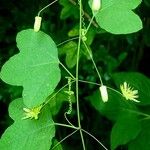 Passiflora lutea Φύλλο