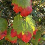 Vitis californica Blatt