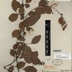 Phyllanthus biantherifer Autre