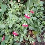 Salvia × jamensis Habit