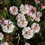 Rhododendron morii Çiçek