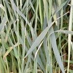 Hordeum murinum List