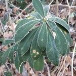 Daphne laureola Folha