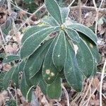 Daphne laureola Blad