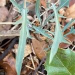 Lactuca viminea Blad