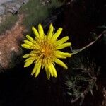 Tragopogon buphthalmoides Flower