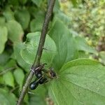 Smilax tamnoides Rinde