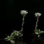 Anaphalioides papuana Hábito