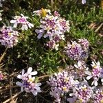 Iberis procumbens Kukka