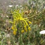 Allium flavum Kvet