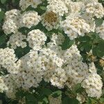 Spiraea chamaedryfoliaКветка