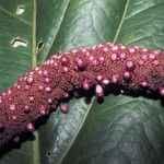 Anthurium jenmanii Fruit