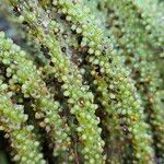 Gunnera tinctoria Fruit