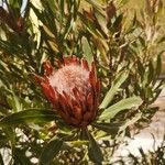 Protea caffra Flower