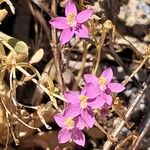 Centaurium littorale Flor
